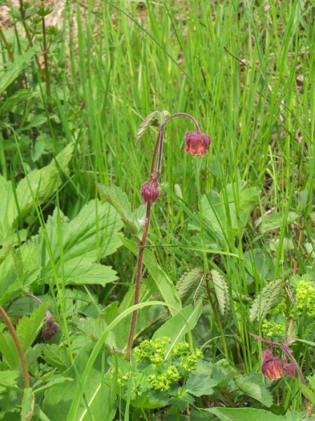 (17) Water Avens.JPG